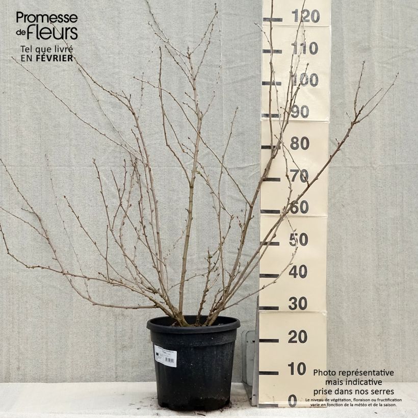 Amostra de Acanthopanax sieboldii Variegatus - Eleutherococcus Vaso de 12 L/15 L tal como entregue no inverno