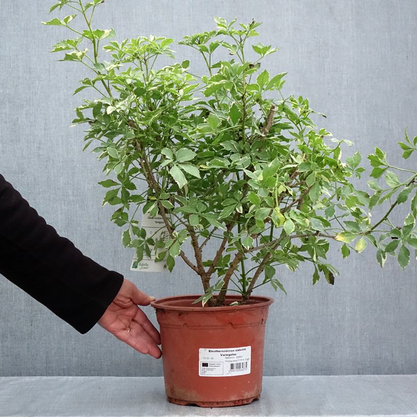Amostra de Acanthopanax sieboldii Variegatus - Eleutherococcus Vaso de 4 L/5 L tal como entregue no outono