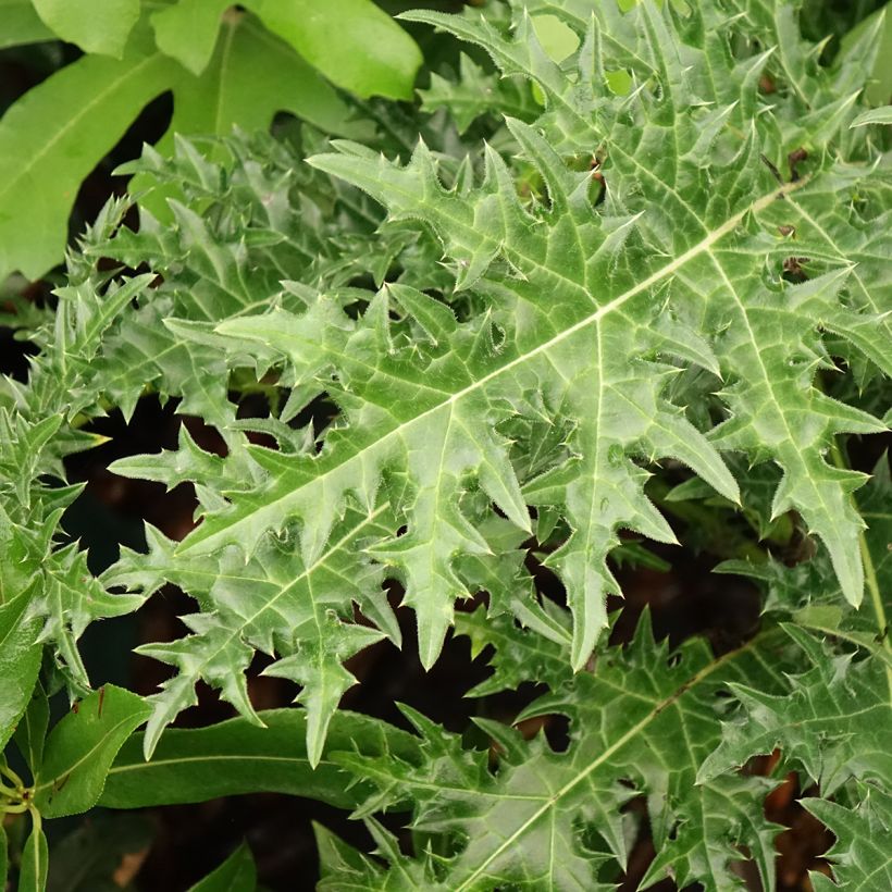 Acanthus hirsutus subsp. syriacus (Folhagem)