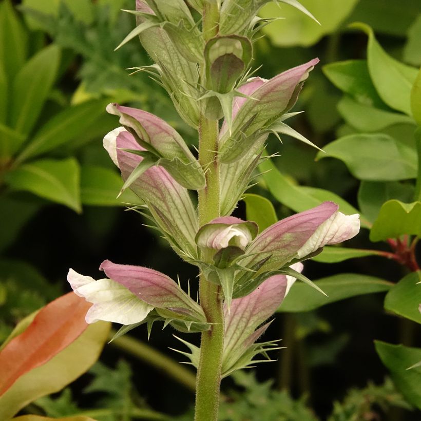 Acanthus hirsutus subsp. syriacus (Floração)