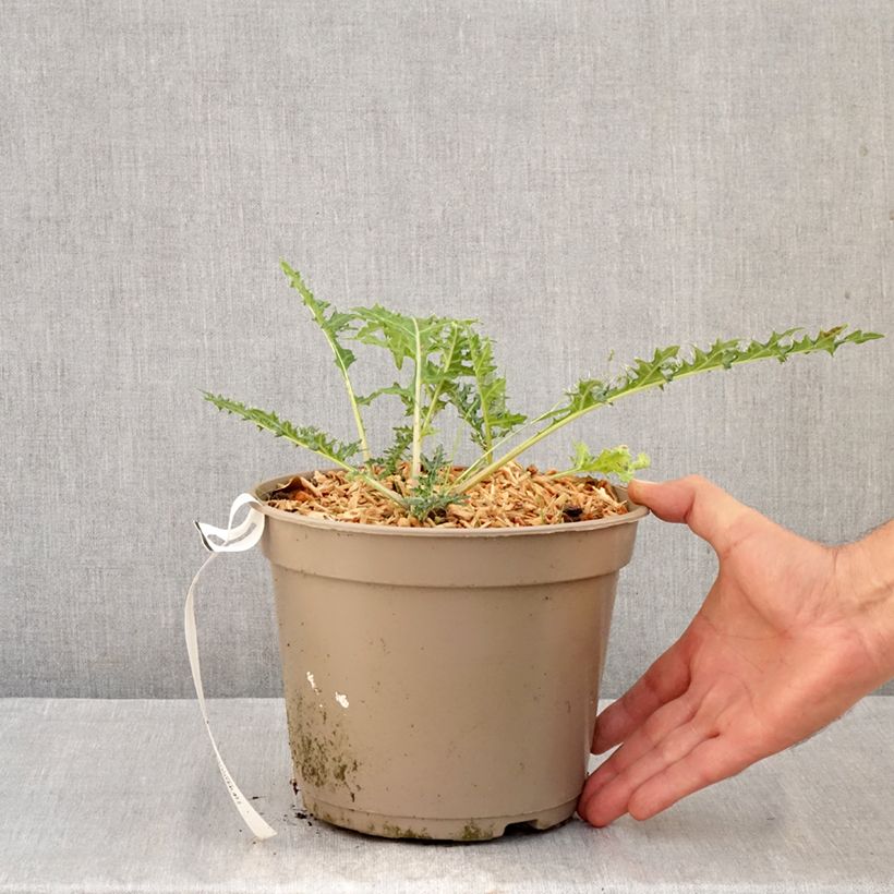 Amostra de Acanthus hirsutus subsp. syriacus Vaso de 4 L/5 L tal como entregue no outono