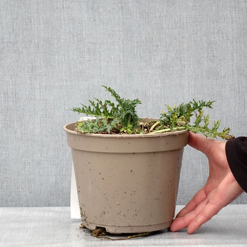 Amostra de Acanthus hirsutus subsp. syriacus - Acanthe Pot de 4L/5L tal como entregue no inverno