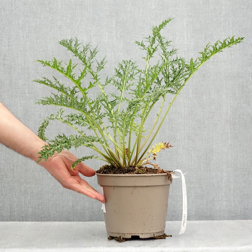 Amostra de Acanthus hirsutus subsp. syriacus Vaso de 4 L/5 L tal como entregue na primavera