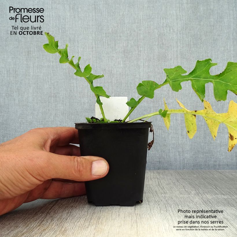 Amostra de Acanthus hungaricus Vaso de 8/9 cm tal como entregue no outono
