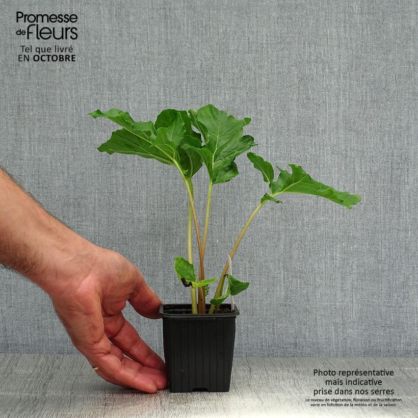 Amostra de Acanthus mollis Vaso de 7/8 cm tal como entregue no outono