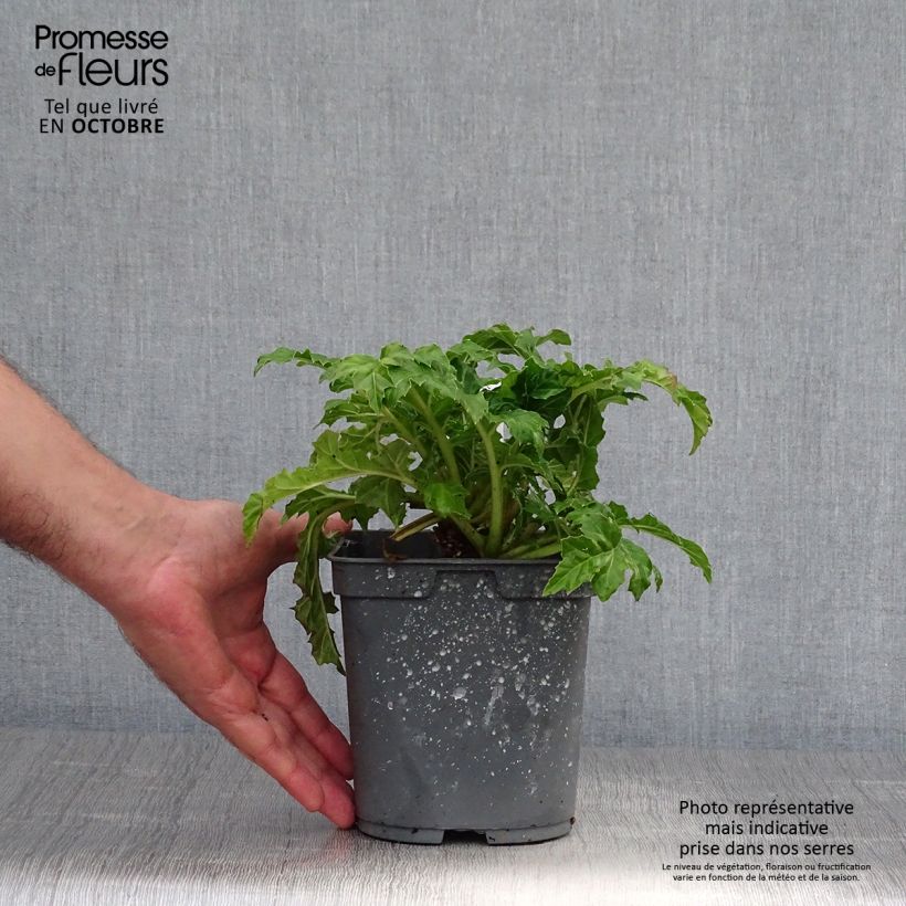 Amostra de Acanthus mollis Vaso de 2 L/3 L tal como entregue no outono