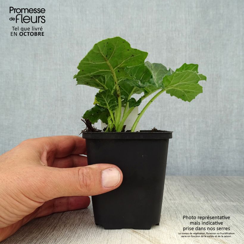 Amostra de Acanthus mollis Rue Ledan Vaso de 8/9 cm tal como entregue no outono