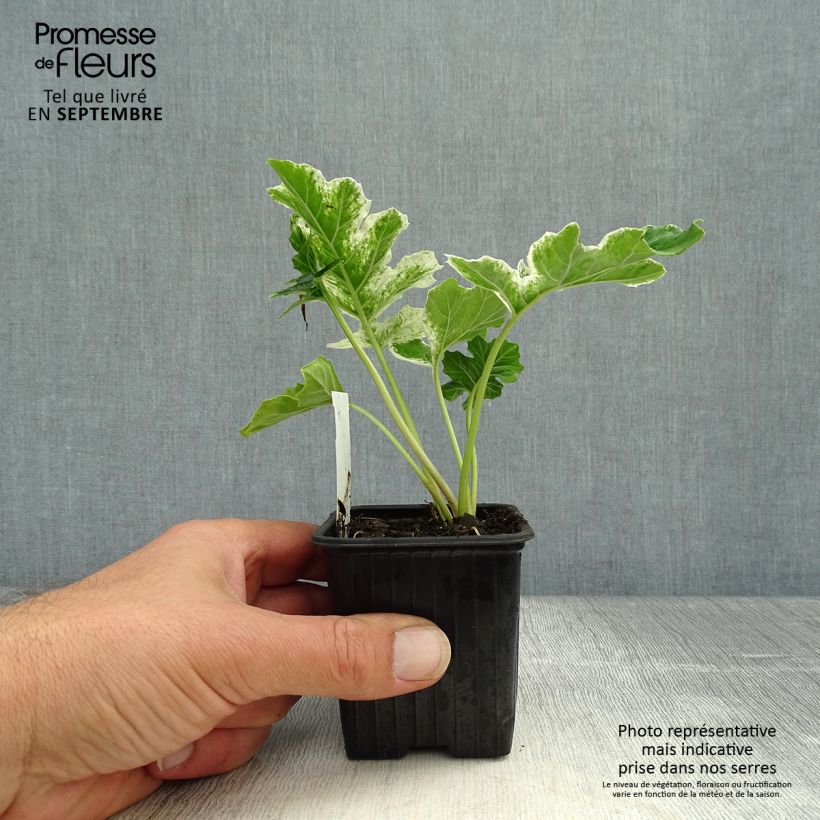 Amostra de Acanthus mollis Tasmanian Angel Vaso de 8/9 cm tal como entregue no outono
