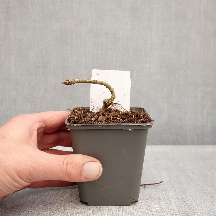 Amostra de Acanthus sennii Vaso de 8/9 cm tal como entregue no inverno