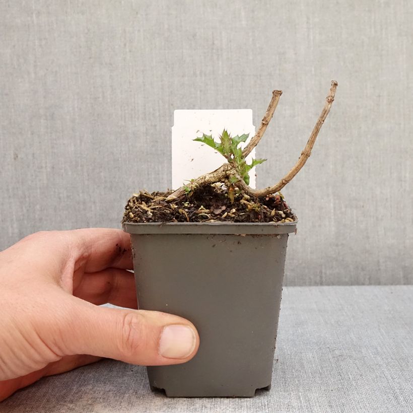 Amostra de Acanthus sennii Vaso de 8/9 cm tal como entregue na primavera