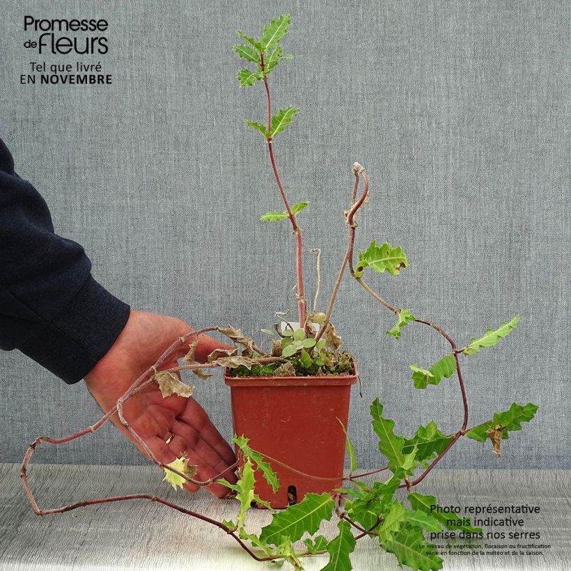 Amostra de Acanthus sennii - Acanthe Pot de 1L/1,5L tal como entregue no outono
