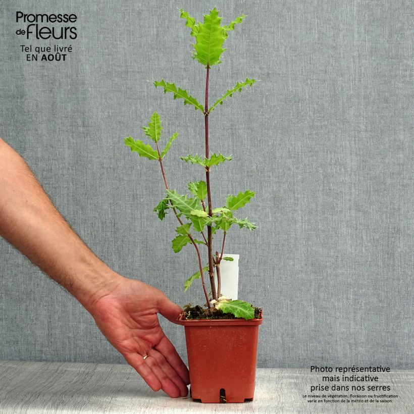 Amostra de Acanthus sennii Vaso de 1 L/1,5 L tal como entregue no verão
