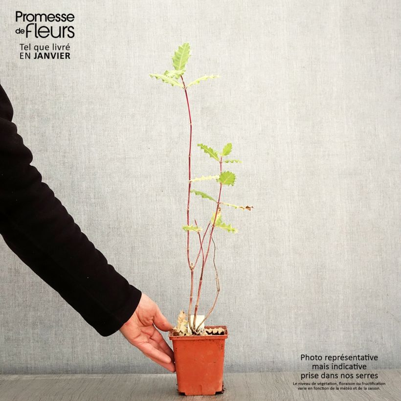 Amostra de Acanthus sennii Vaso de 1 L/1,5 L tal como entregue no inverno