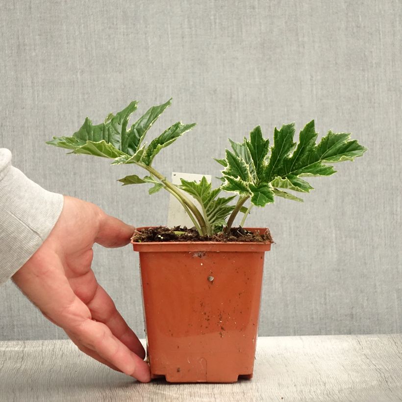 Amostra de Acanthus mollis Whitewater Vaso de 1 L/1,5 L tal como entregue no verão