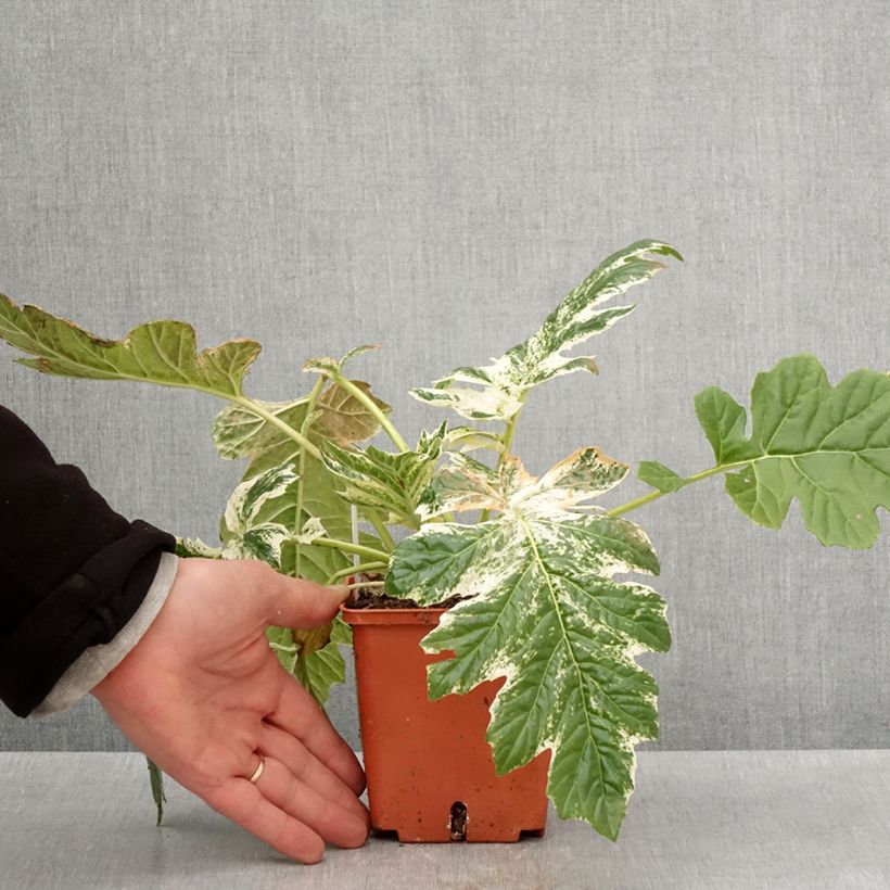 Amostra de Acanthus mollis Whitewater Vaso de 1 L/1,5 L tal como entregue na primavera