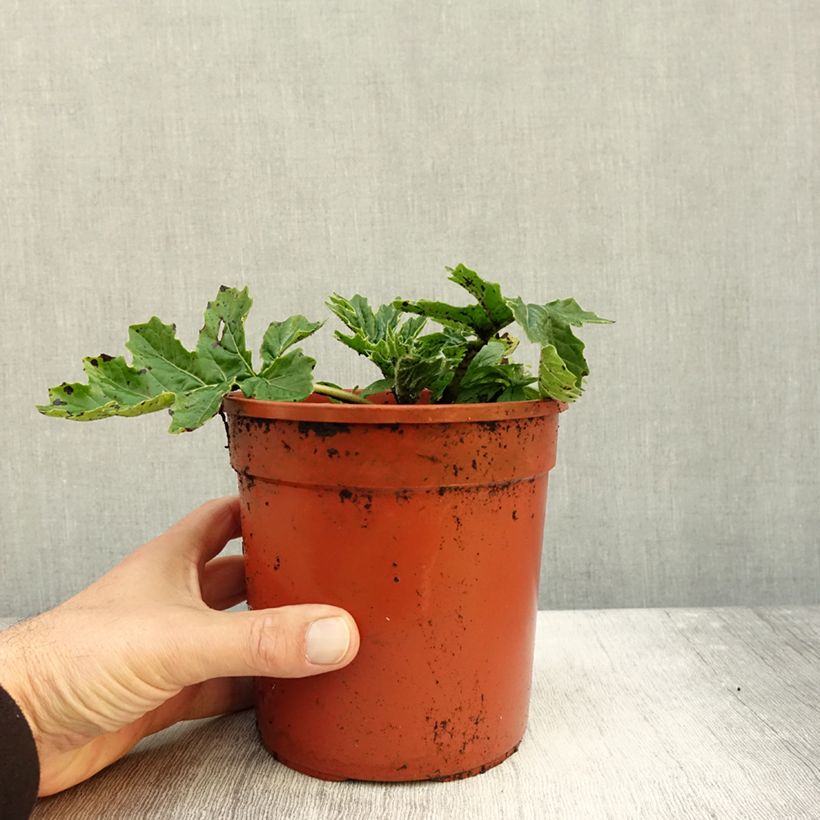 Amostra de Acanthus mollis Whitewater Vaso de 2 L/3 L tal como entregue no outono