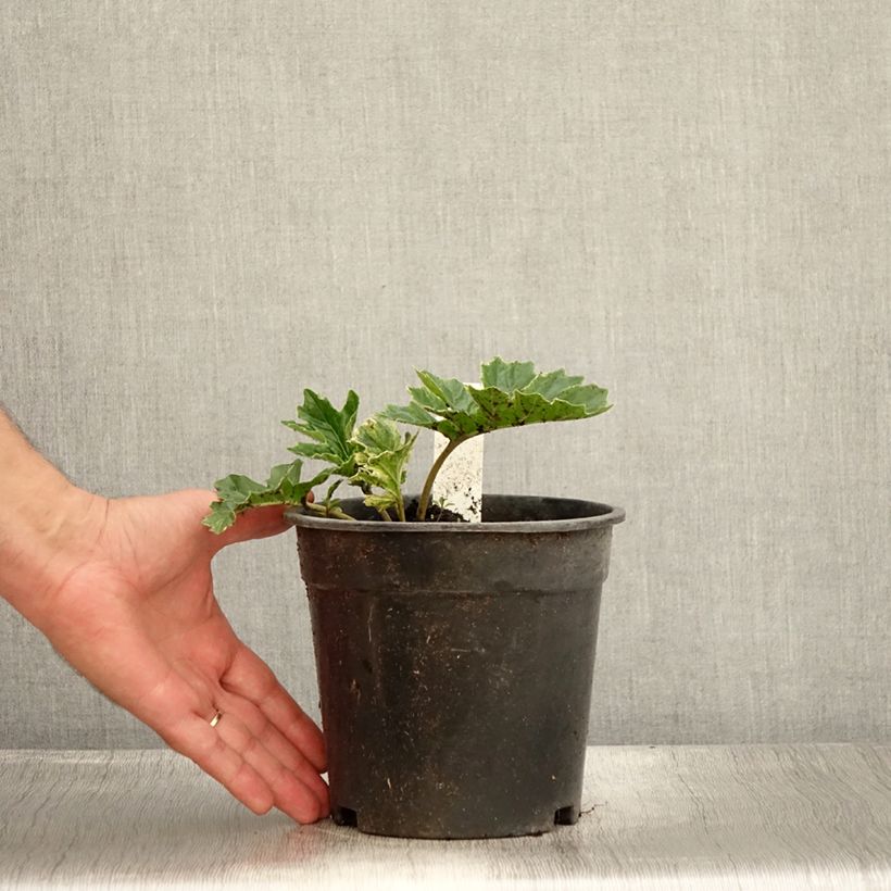 Amostra de Acanthus mollis Whitewater Vaso de 2 L/3 L tal como entregue no verão