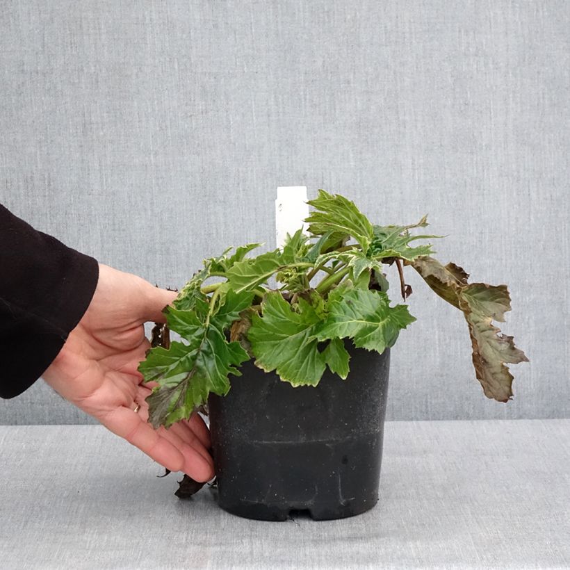 Amostra de Acanthus mollis Whitewater Vaso de 2 L/3 L tal como entregue no inverno