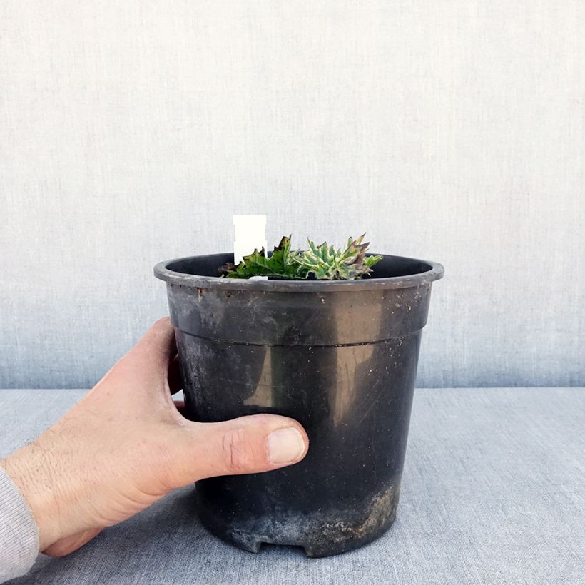 Amostra de Acanthus mollis Whitewater Vaso de 2 L/3 L tal como entregue na primavera