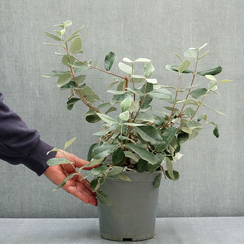 Amostra de Goiabeira-serrana Coolidge autofértil - Feijoa sellowiana Vaso de 4 L/5 L tal como entregue no verão
