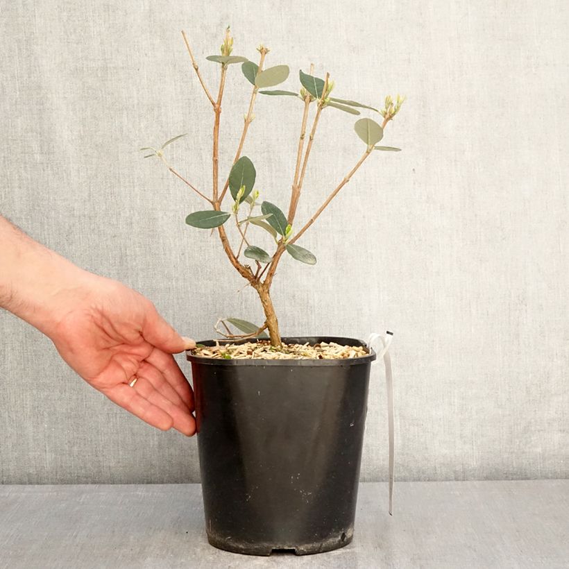 Amostra de Goiabeira-serrana Coolidge autofértil - Feijoa sellowiana Vaso de 4 L/5 L tal como entregue na primavera