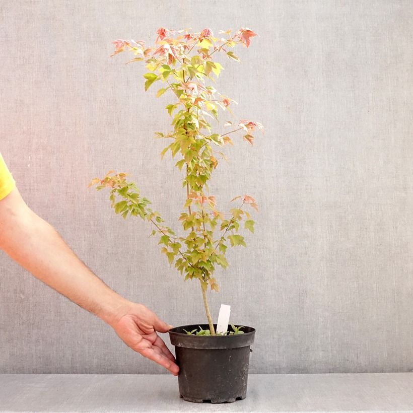 Amostra de Acer buergerianum Vaso de 2 L/3 L tal como entregue no verão