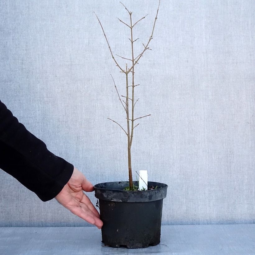 Amostra de Acer buergerianum Vaso de 2 L/3 L tal como entregue no inverno