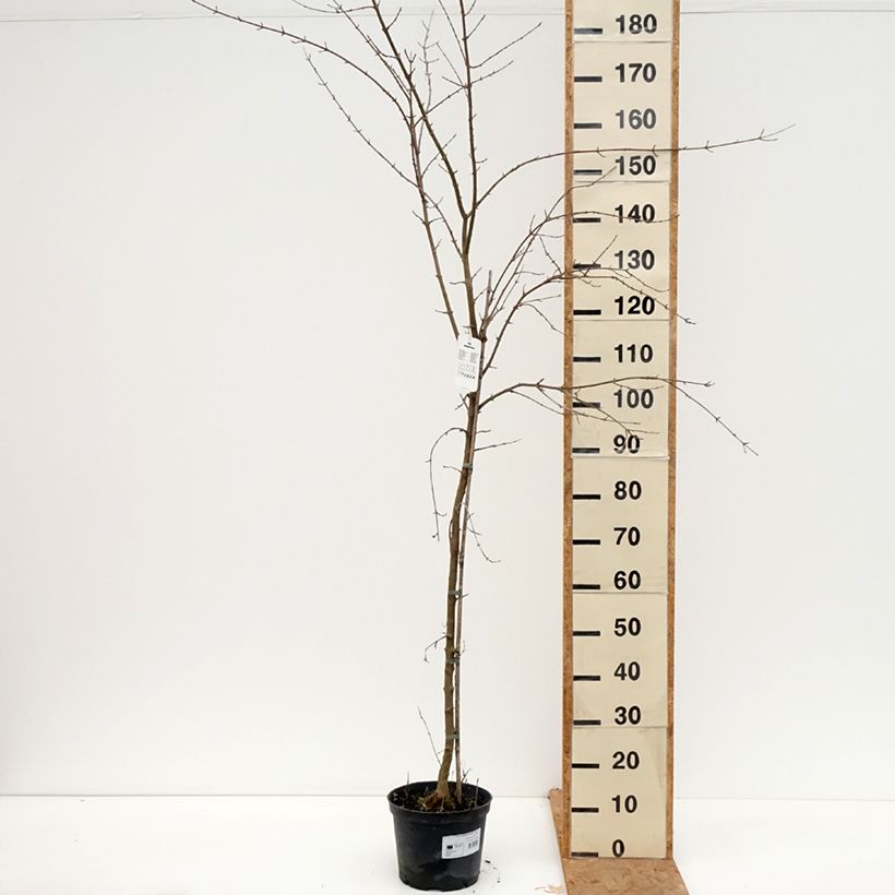 Amostra de Acer buergerianum Vaso de 4 L/5 L tal como entregue no outono