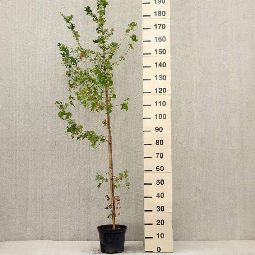 Amostra de Acer buergerianum Vaso de 4 L/5 L tal como entregue no verão