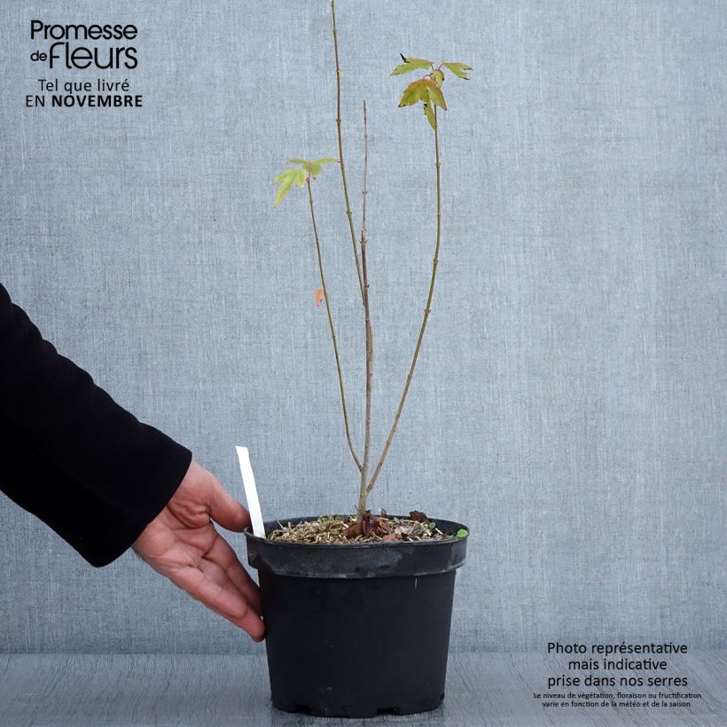 Amostra de Acer cappadocicum Rubrum Vaso de 3 L/4 L tal como entregue no outono