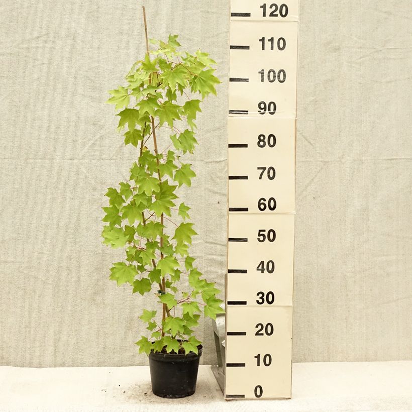 Amostra de Acer cappadocicum Rubrum Vaso de 3 L/4 L tal como entregue no verão