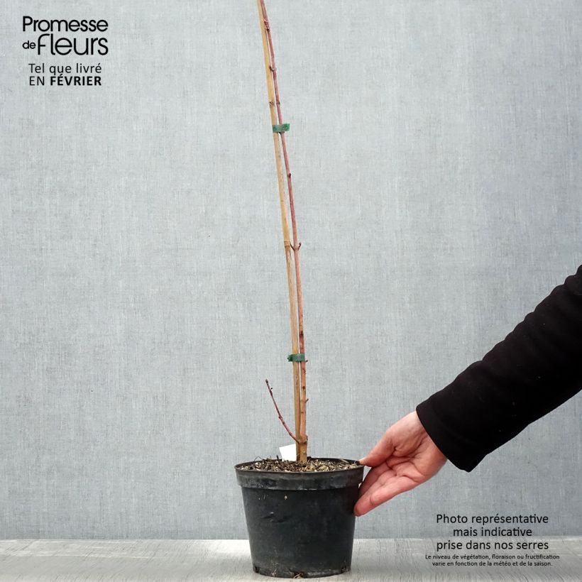 Amostra de Acer cappadocicum Rubrum - Érable de Colchide rouge Vaso de 3 L/4 L tal como entregue no inverno