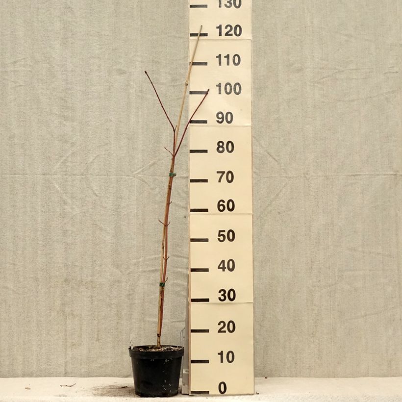 Amostra de Acer cappadocicum Rubrum Vaso de 3 L/4 L tal como entregue na primavera