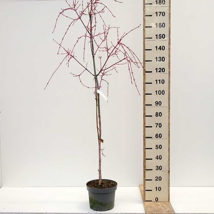 Amostra de Bordo pele de serpente Red Flamingo - Acer conspicuum Vaso de 7,5 L/10 L tal como entregue no inverno