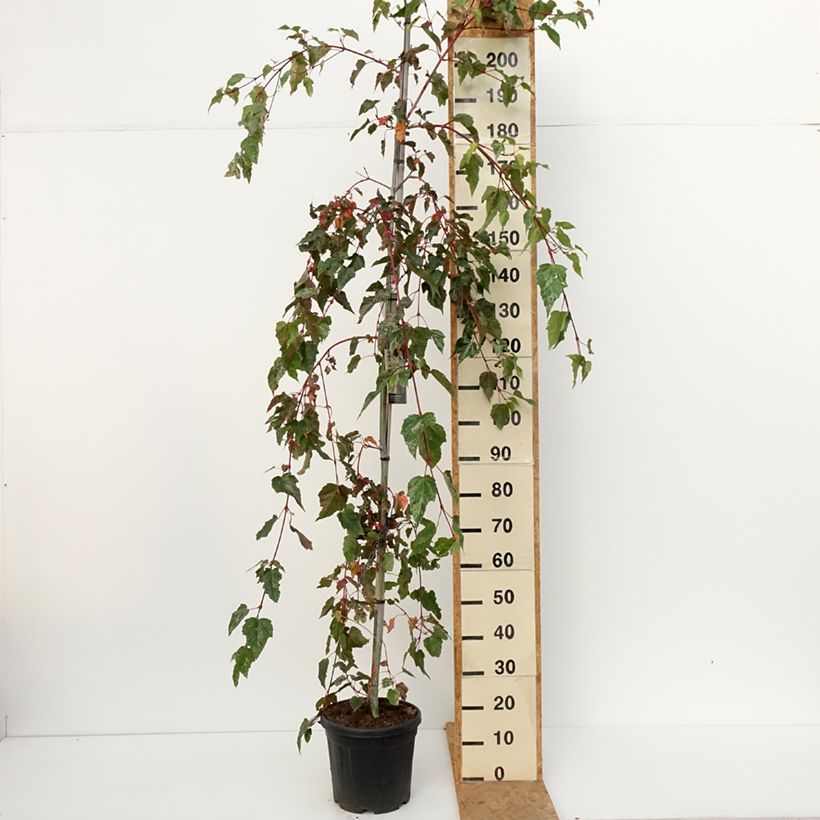 Amostra de Bordo pele de serpente Red Flamingo - Acer conspicuum Vaso de 7,5 L/10 L tal como entregue no outono
