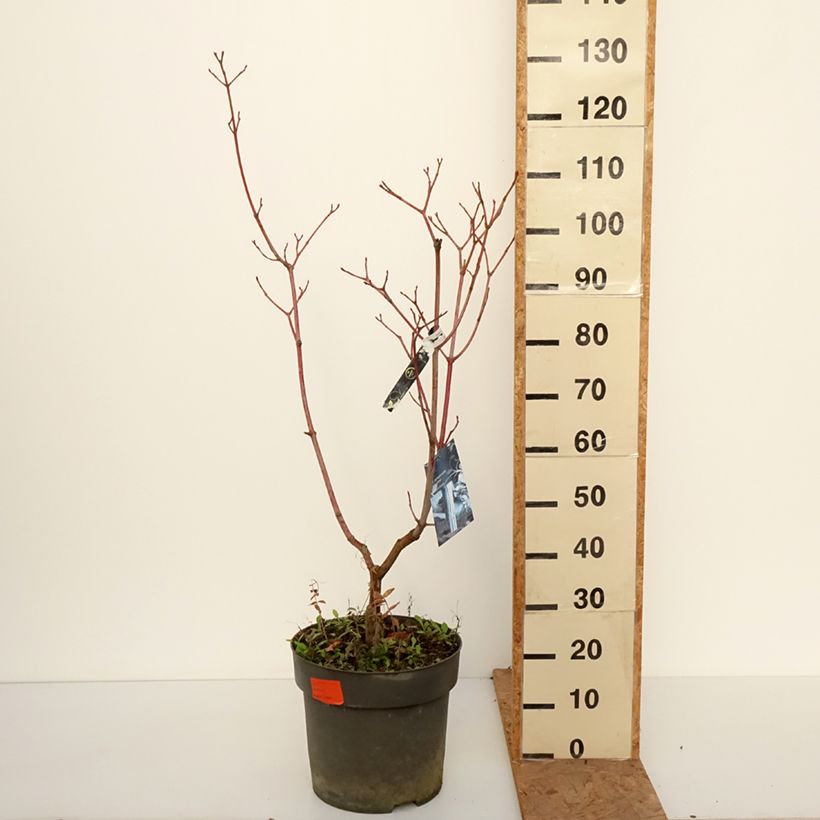 Amostra de Bordo pele de serpente Silver Vein - Acer conspicuum Vaso de 12 L/15 L tal como entregue no outono
