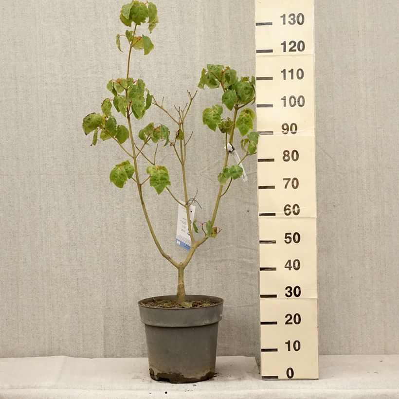 Amostra de Bordo pele de serpente Silver Vein - Acer conspicuum Vaso de 12 L/15 L tal como entregue no verão