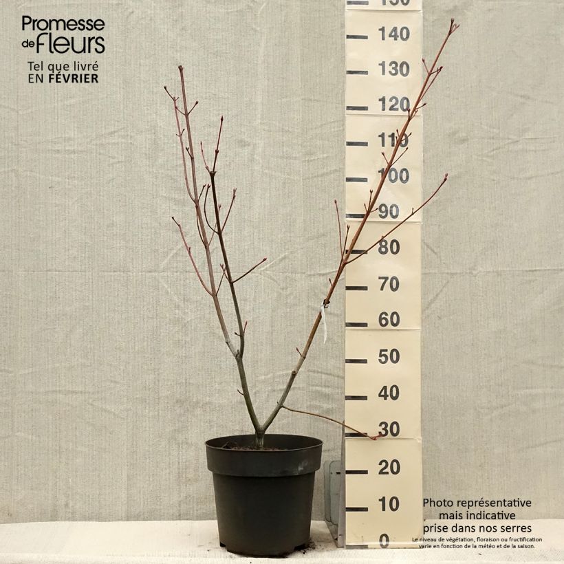 Amostra de Acer conspicuum Silver Vein - Erable à peau de serpent Vaso de 12 L/15 L tal como entregue no inverno