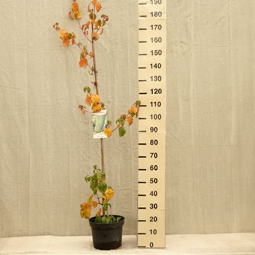Amostra de Bordo pele de serpente - Acer davidii Vaso de 7,5 L/10 L tal como entregue no outono