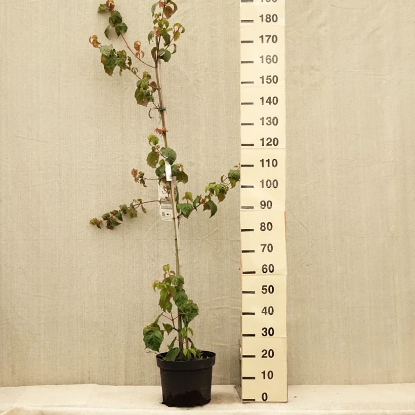 Amostra de Bordo pele de serpente - Acer davidii Vaso de 7,5 L/10 L tal como entregue no verão