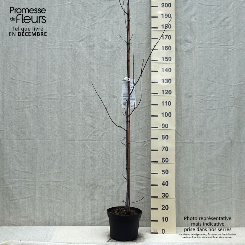 Amostra de Acer davidii - Érable à peau de serpent Vaso de 7,5 L/10 L tal como entregue no inverno