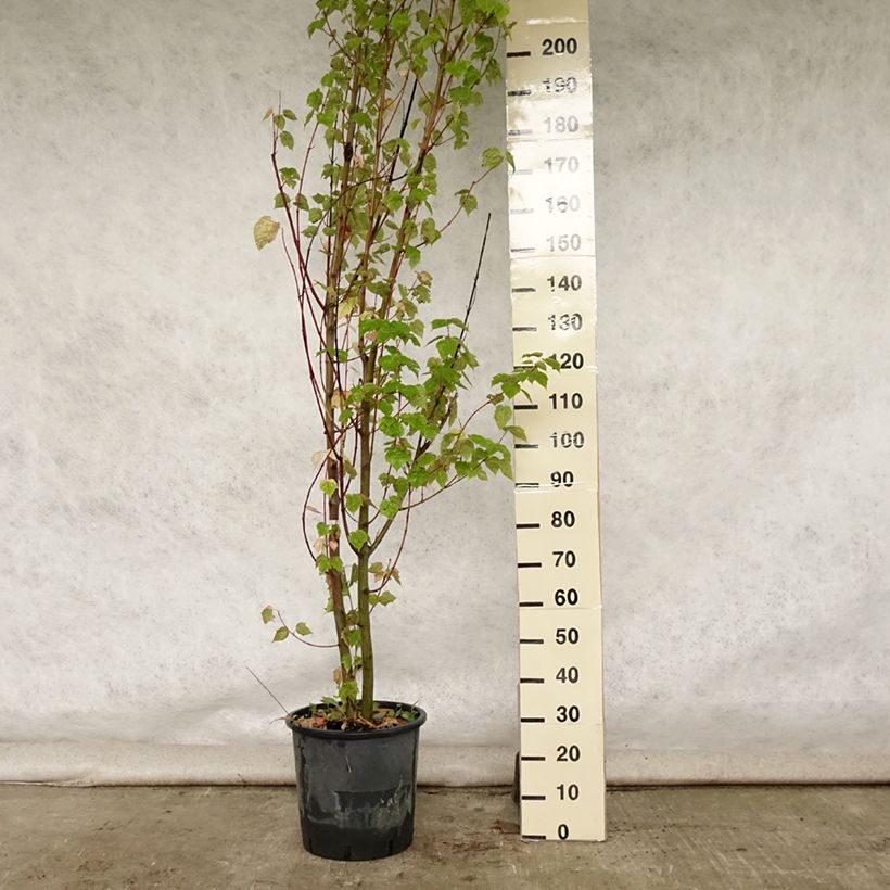 Amostra de Bordo pele de serpente - Acer davidii Vaso de 20 L/25 L tal como entregue no verão