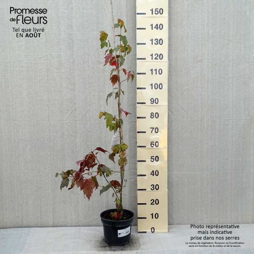 Amostra de Bordo pele de serpente - Acer davidii Vaso de 4 L/5 L tal como entregue no verão