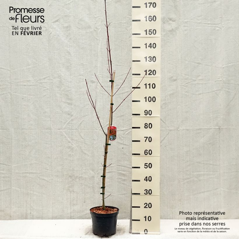 Amostra de Acer davidii - Érable à peau de serpent Vaso de 4 L/5 L tal como entregue no inverno