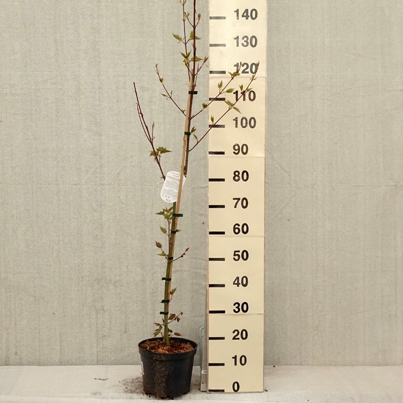 Amostra de Bordo pele de serpente - Acer davidii Vaso de 4 L/5 L tal como entregue na primavera