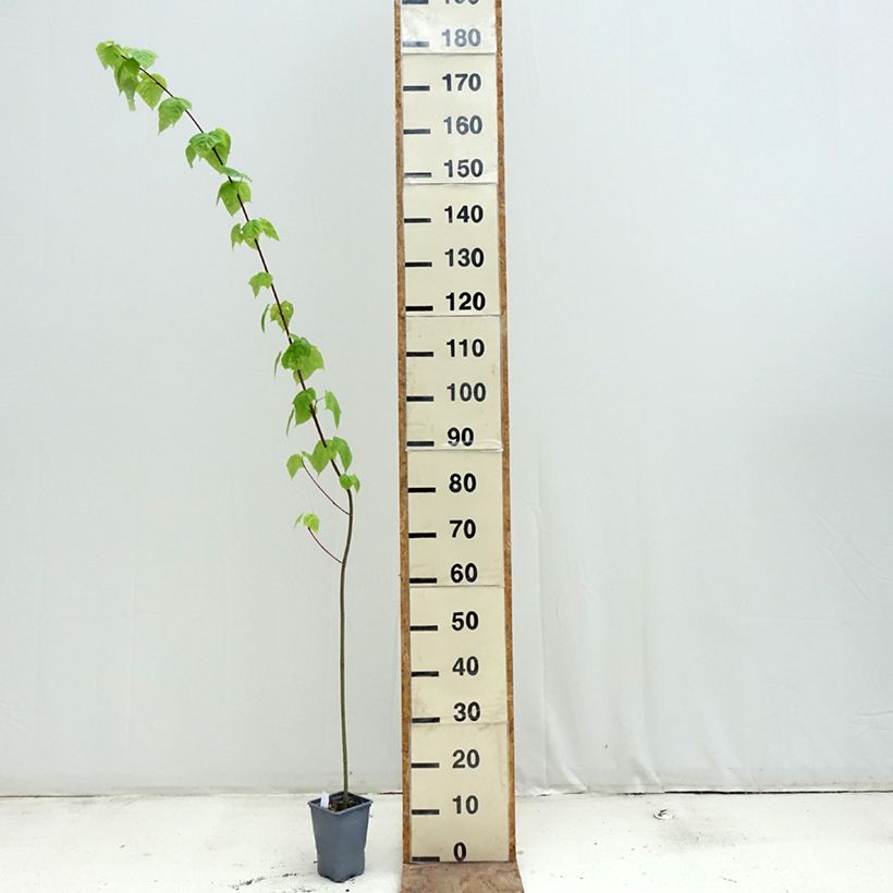 Amostra de Bordo pele de serpente - Acer davidii Vaso de 12 cm/13 cm, Brasão tal como entregue na primavera