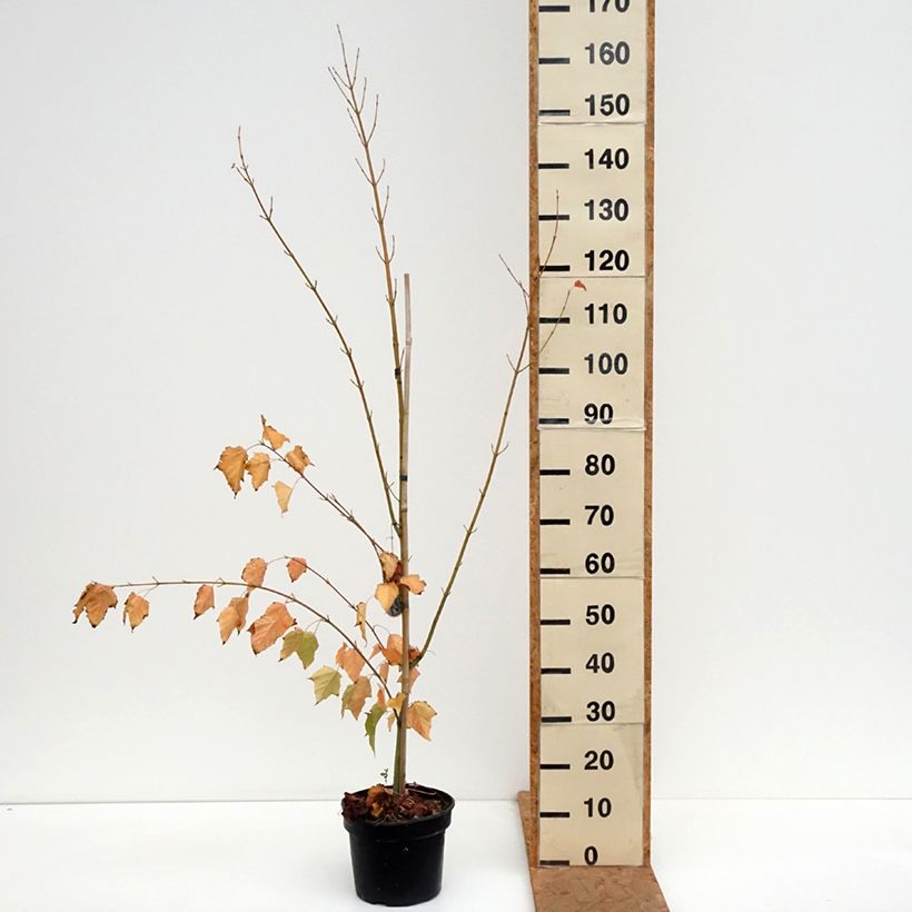 Amostra de Bordo pele de serpente - Acer davidii Vaso de 4 L/5 L tal como entregue no outono
