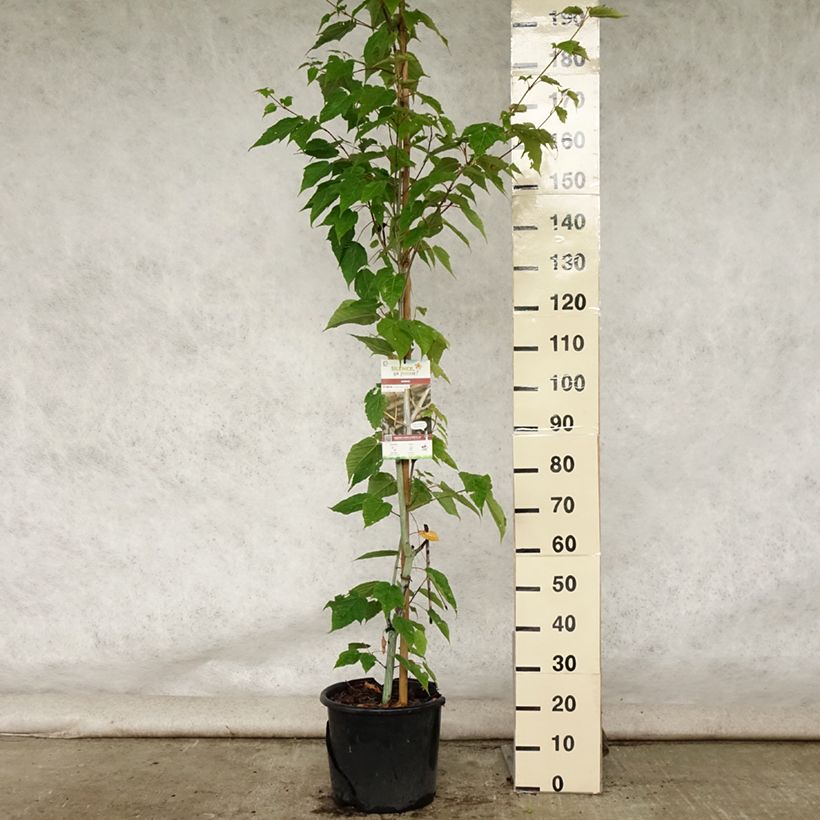 Amostra de Bordo pele de serpente Viper - Acer davidii Vaso de 12 L/15 L tal como entregue no verão