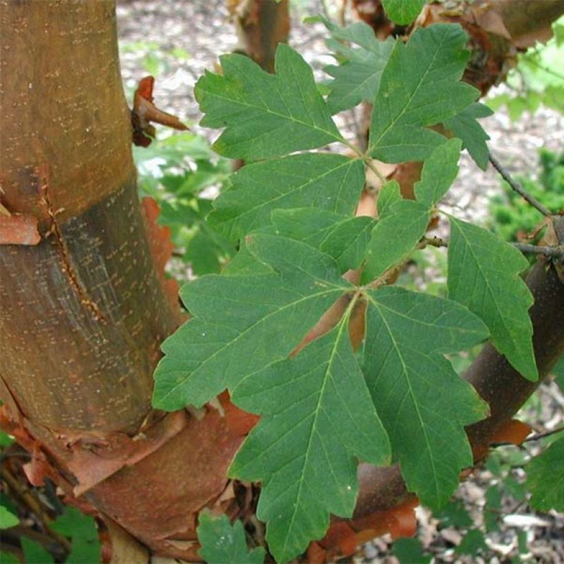 Acer griseum (Folhagem)