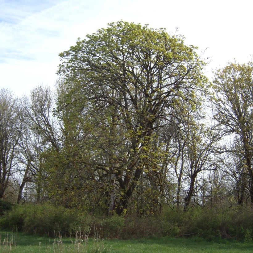 Acer macrophyllum (Hábito)